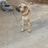 واگذاری سگ سرابی توله بزسرخاب