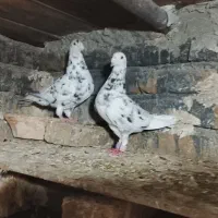 کبوتر سار سیاه