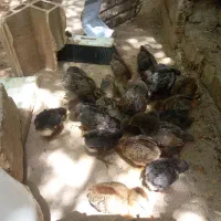 جوجه ۲۰ روزه