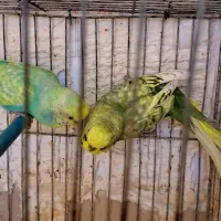 جفت مرغ عشق اسپانگل و رنگین کمانی|پرنده|شیراز, آزادی|دیوار