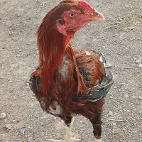 مرغ خروس لاری