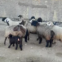 ۲۳راس شیشک میش ترکی داشتی صحرایی بره دار