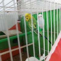 جفت مرغ عشق کارداده