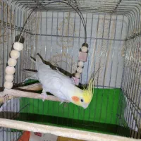 دوتا عروس هلندی