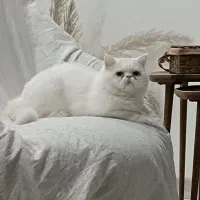 گربه اگزوتیک و بریتیش