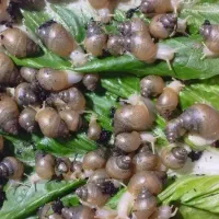 حلزون طبی آلبینو