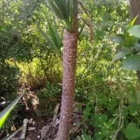 گل یوکا|گل و گیاه طبیعی|شیرگاه, |دیوار