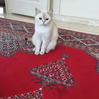 گربه بریتیش|گربه|کرج, عظیمیه|دیوار