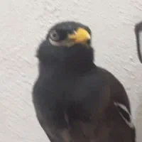 گمشده ..مرغ مینا.تحویل دهید عروس هلندی مژدگانی