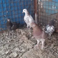 کبوتر
