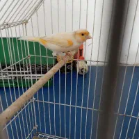 قناری نر مست دیونه