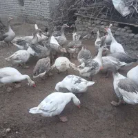 بط محلی یا غاز محلی به فروش می رسد ده تا|حیوانات مزرعه|نیمروز, |دیوار