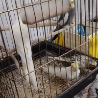 عروس هلندی اهلی