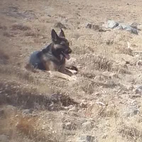 سگ ۱ سال  و ۵ سال