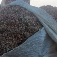 ترمینال فرآوری پسته