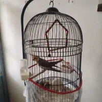 عروس هلندی گم شده