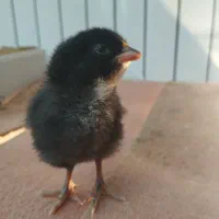 جوجه مرغ رسمی بومی