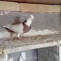 پرنده|پرنده|اردبیل, |دیوار