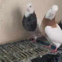 طوقی|پرنده|سارال, |دیوار