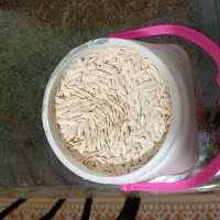 بذر یا دانه خیار محلی جهت کاشتن