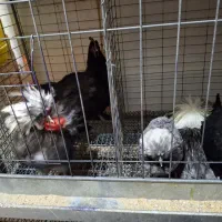 خروس لهستانی