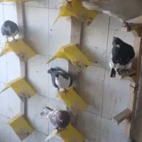 کبوتر رنگی و دورگ|پرنده|شاهینشهر, نبوت|دیوار