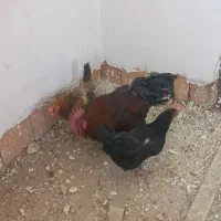 مرغ و خروس محلی تخم گذار جوان