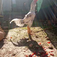 تخم لاری طوسی