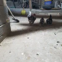 خروس گلین ۱۲ماه