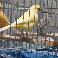 یک عدد قناری آگات ماده و یک عدد یلو فاکتور نر|پرنده|اراک, |دیوار