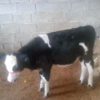 گاو وگوساله ماده|حیوانات مزرعه|کامیاران, |دیوار