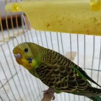 دو تامرغ عشق زیبا و سرحال و شاداب
