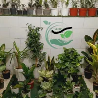 گل و گیاه گلدان هدیه دیفن سانسوریا پتوس