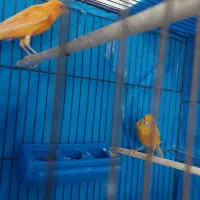 قناری نر و ماده