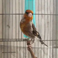 سهره قناری نر به شرط تضمینی