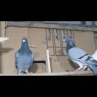 کبوتر پرشی|پرنده|درگز, |دیوار