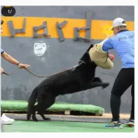 مربی واموزش سگ گارد واپارتمانی