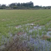 فروش ۲۳۰۰ متر زمین کشاورزی فقط متری ۲۰۰ هزار تومن|فروش دفتر صنعتی، کشاورزی، تجاری|گوراب زرمیخ, |دیوار