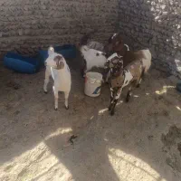 گوسفند برای مالداری|حیوانات مزرعه|سراوان, |دیوار