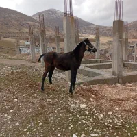 اسب مادیان|اسب و تجهیزات اسب‌سواری|جوانرود, |دیوار