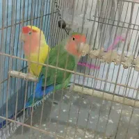 کوتوله برزیلی یک جفت مولد