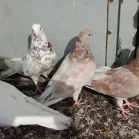 کبوتر|پرنده|رزن, |دیوار