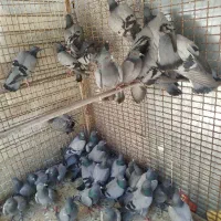 کبوتر چاهی تهرانی