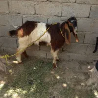 کهره نر