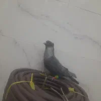 موشی نر کاکلی پرشی
