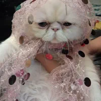 گربه پرشین ۱ ساله