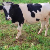 لیشه  هلشتاین اصیل