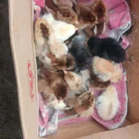 فروش جوجه دورگ و مادر لاری