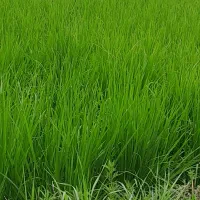 برنج هاشمی استانه اشرفیه|خوردنی و آشامیدنی|قم, پاسدار|دیوار