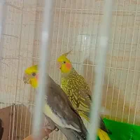 جفت عروس هلندی با ۳عدد جوجه